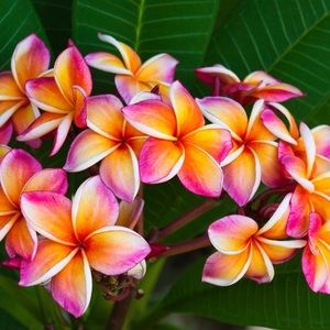 Meet your Posher, Gem